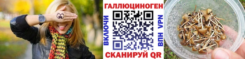 Галлюциногенные грибы Psilocybine cubensis  Бакал 